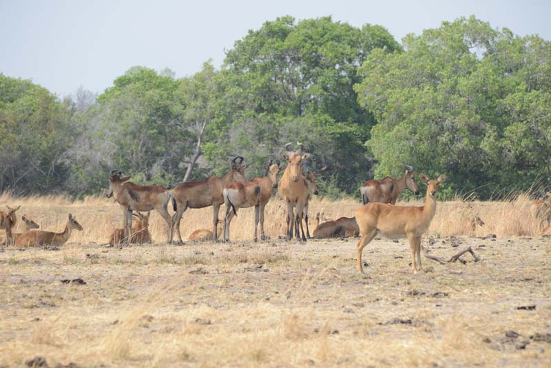 Lichtenstein's Hartebeest