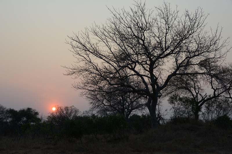 Mapunga Bush Camp