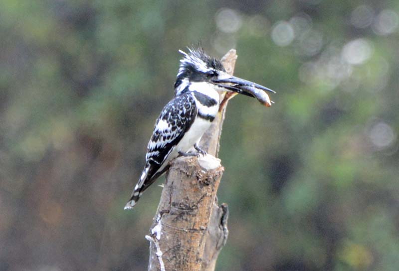 Pied Kingfisher