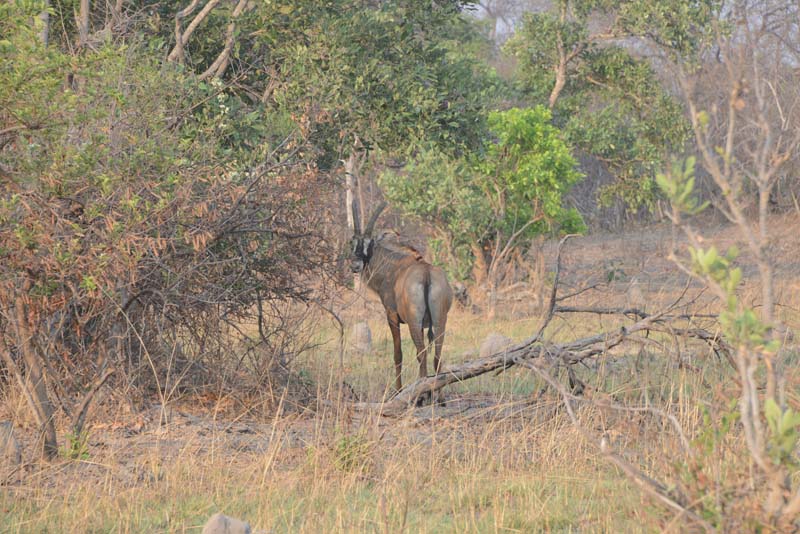 Sable Antilope