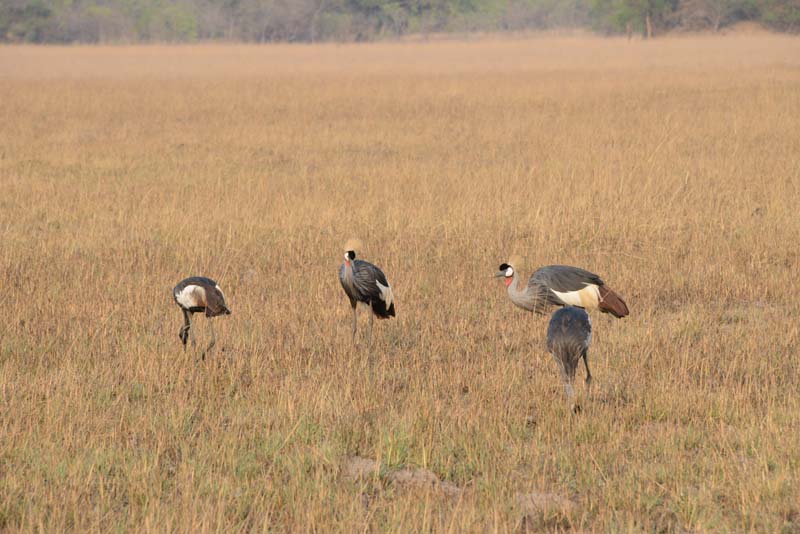 Grey Crowned Crane