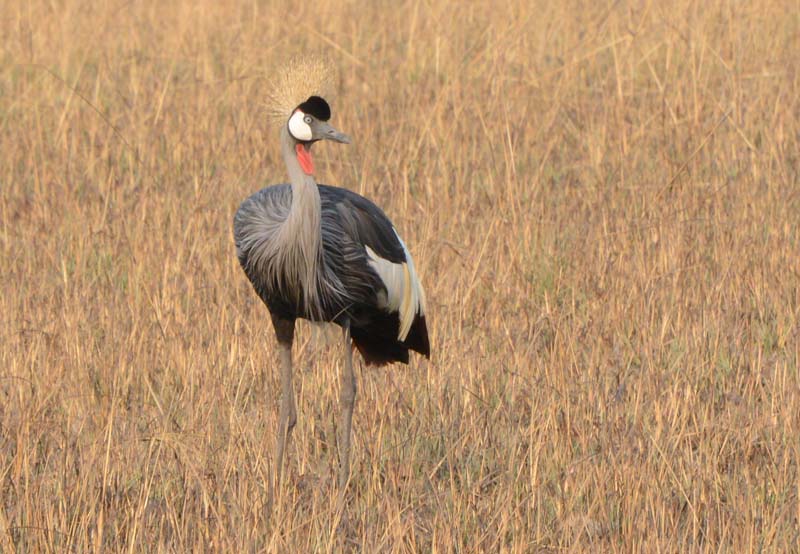 Grey Crowned Crane