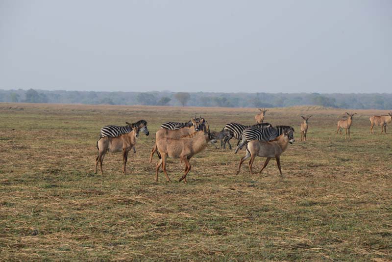 Roan Antilope & Zebra