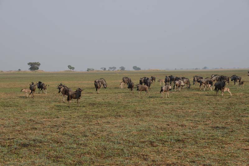 Blue Wildebeest