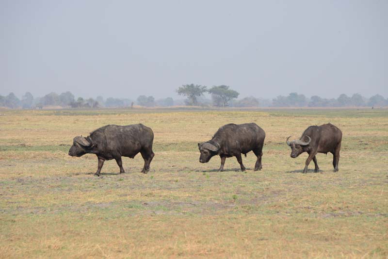 African Buffalo