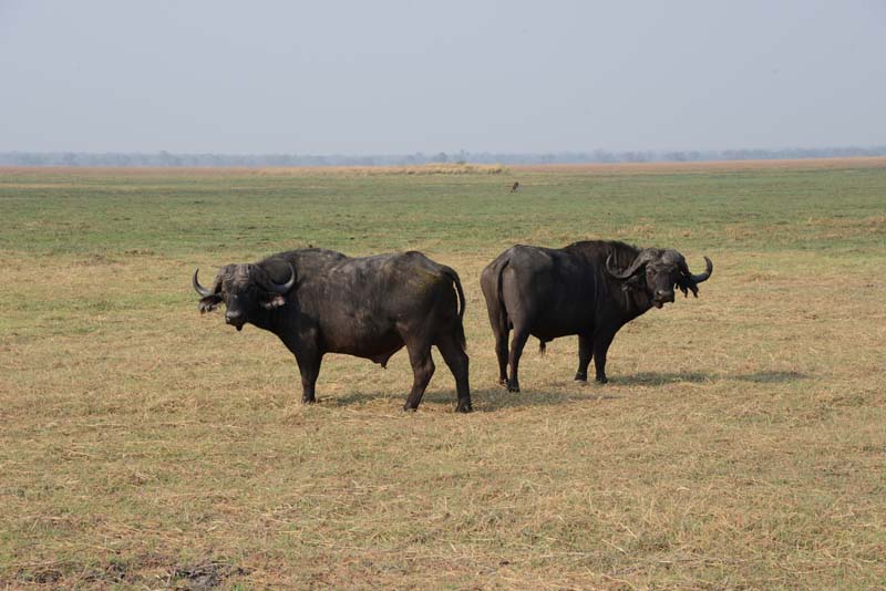 African Buffalo