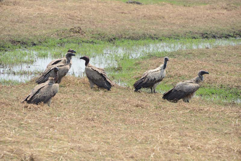 Cape Vultures & White-backed Vultures