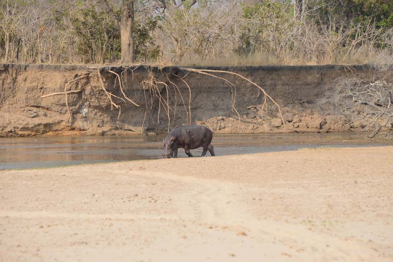 Hippopotamus