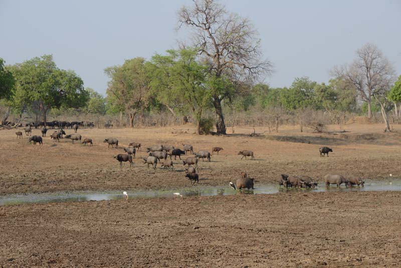 African Buffalo