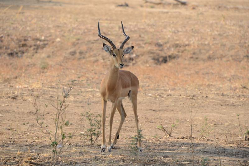 Impala