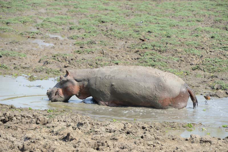 Hippopotamus