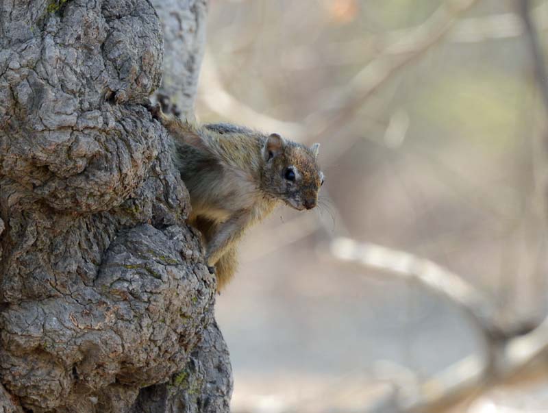 Tree Squirrel