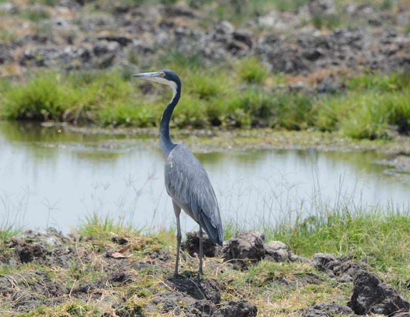 Black-headed Heron