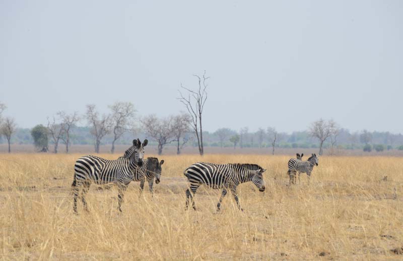 Crawshay's Zebra