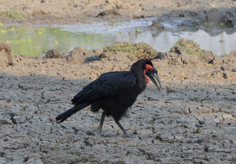 Southern Ground-Hornbill