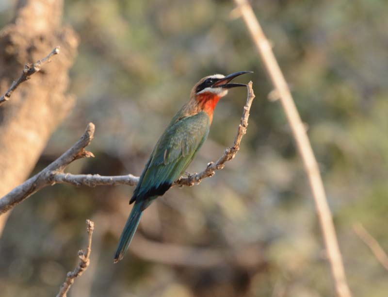 White-fronted Bee-eater