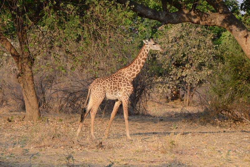 Thornicroft's Giraffe