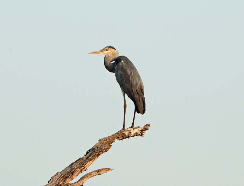 Grey Heron