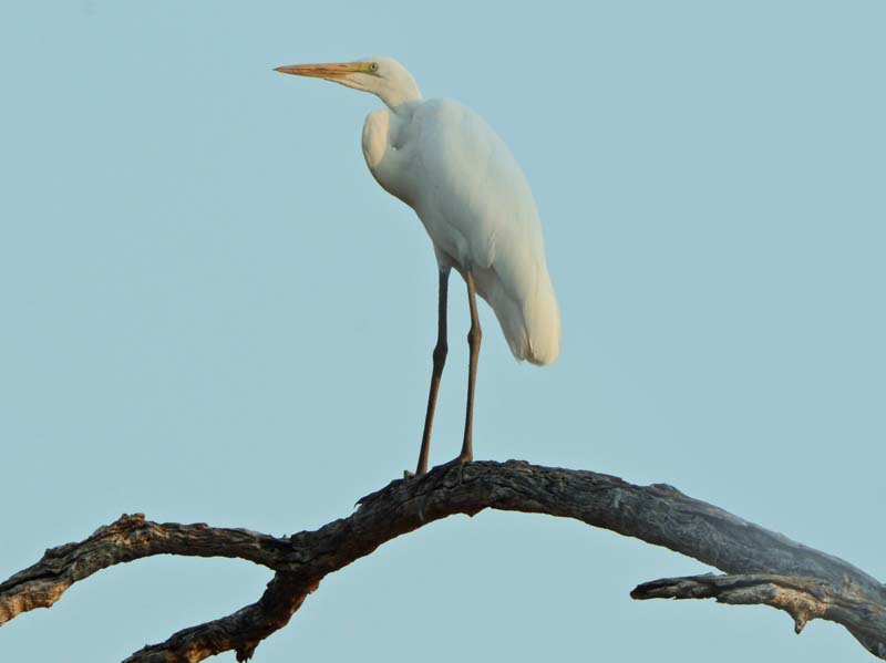 Yellow-billed Egret