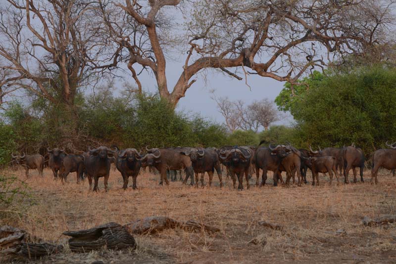 African Buffalo