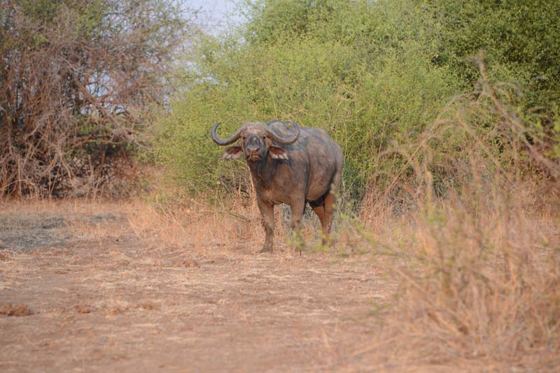 African Buffalo