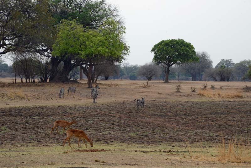 Zebra & Puku