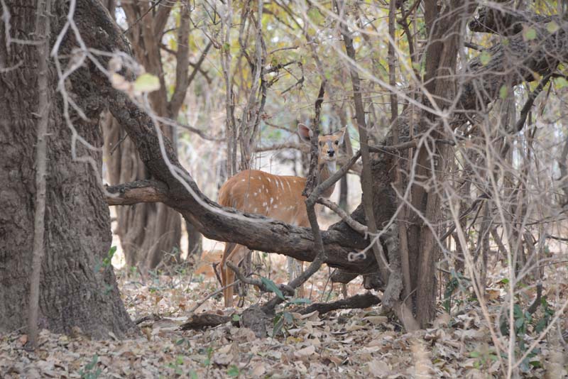 Bushbuck