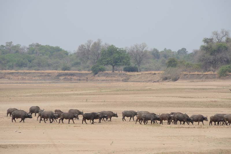 African Buffalo