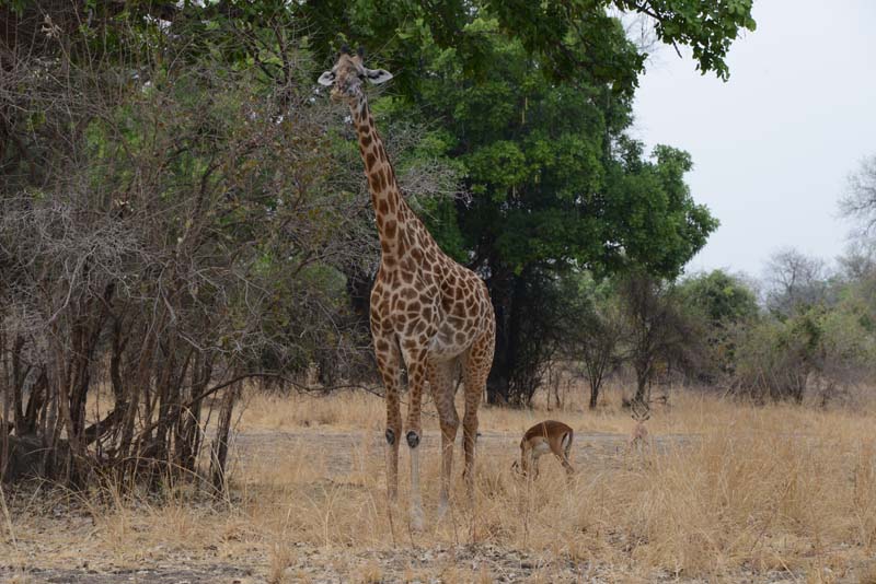 Giraffe & Impala