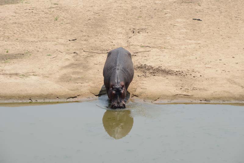 Hippopotamus