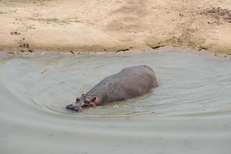 Hippopotamus