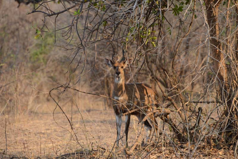 Bushbuck