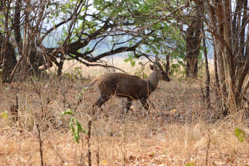 Bushbuck