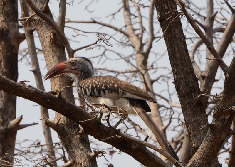 Red-billed Hornbill