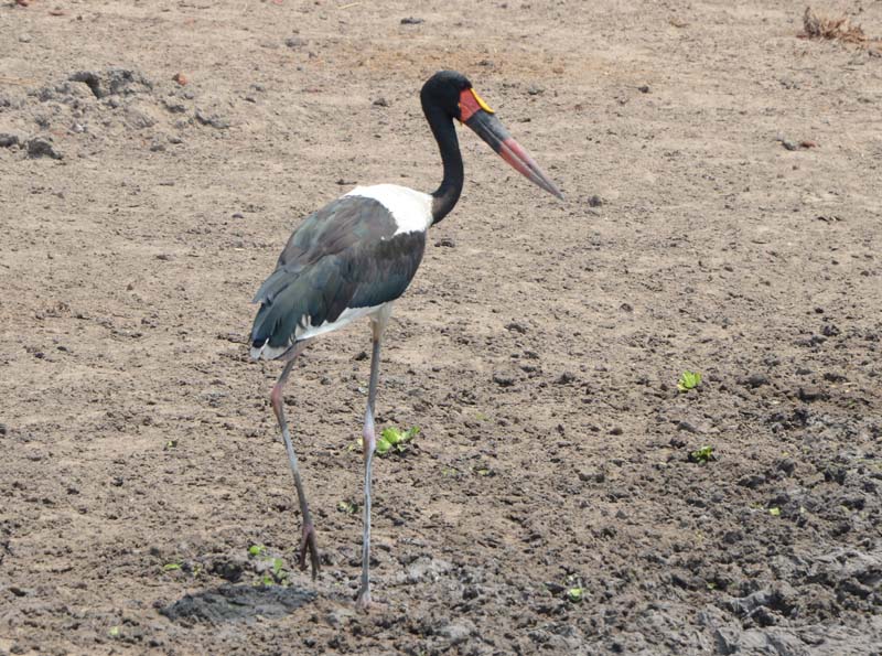 Saddle-billed Stork