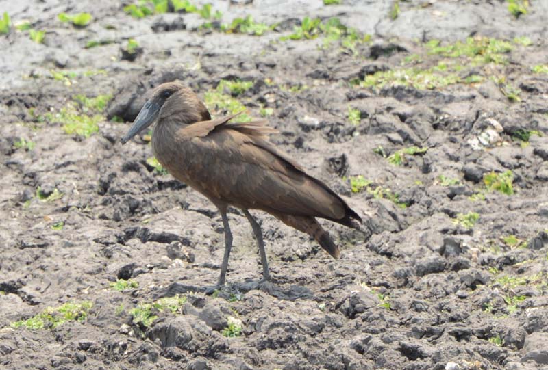 Hamerkop