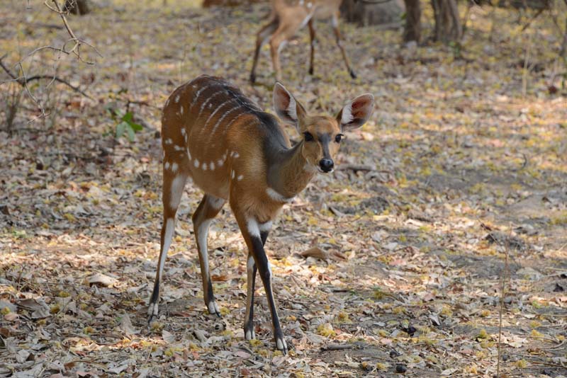 Bushbuck