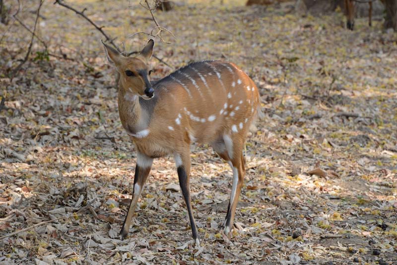 Bushbuck