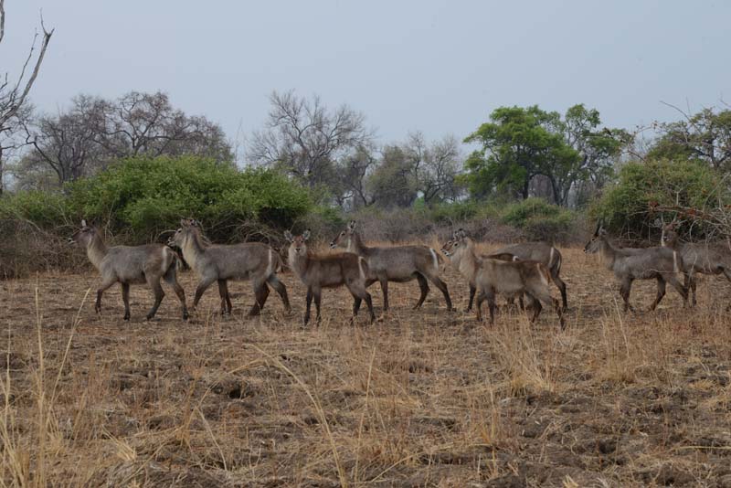 Waterbuck