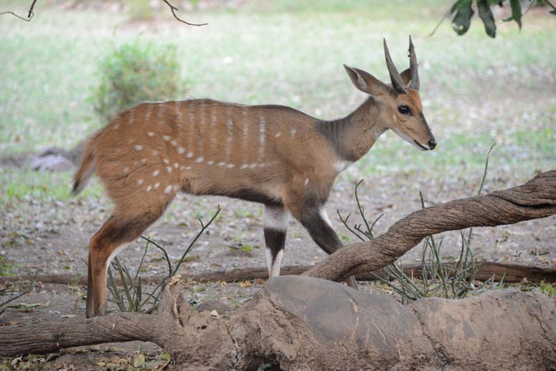 Bushbuck