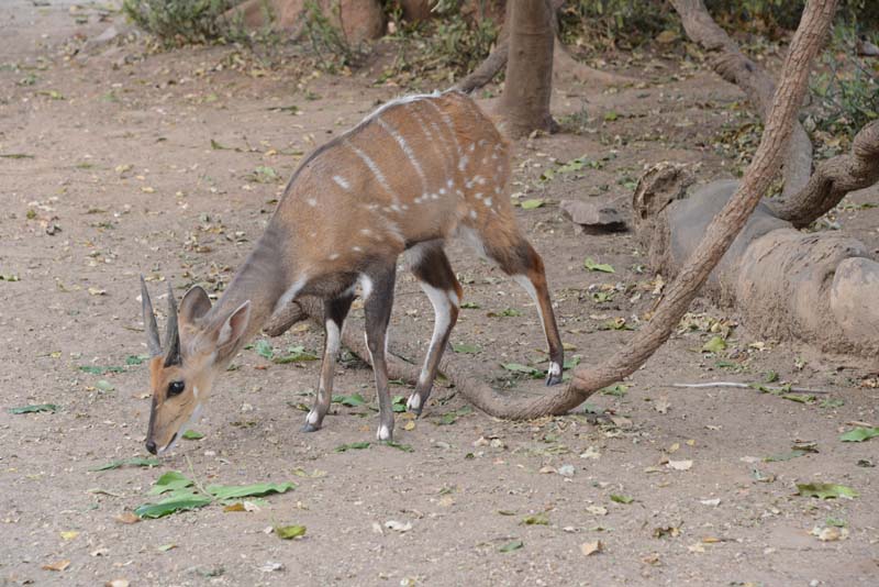 Bushbuck