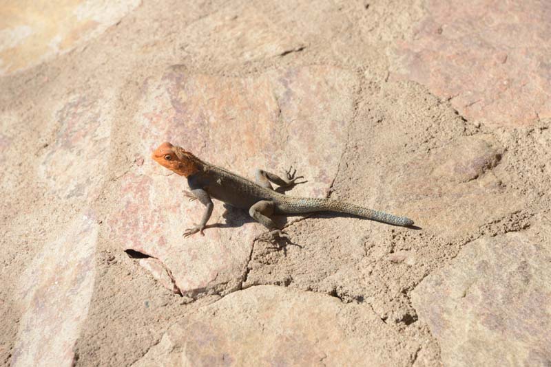 Red-headed rock agama