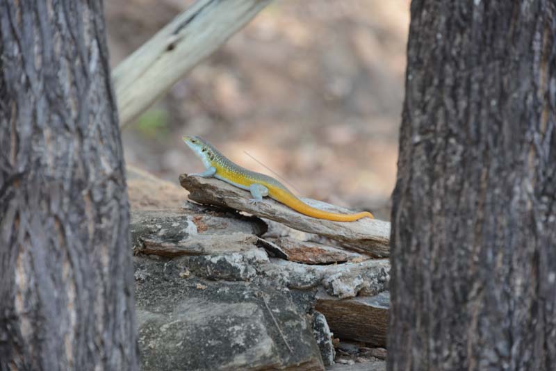 Wahlbergs striped skink