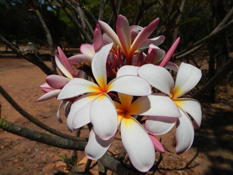 Frangipani