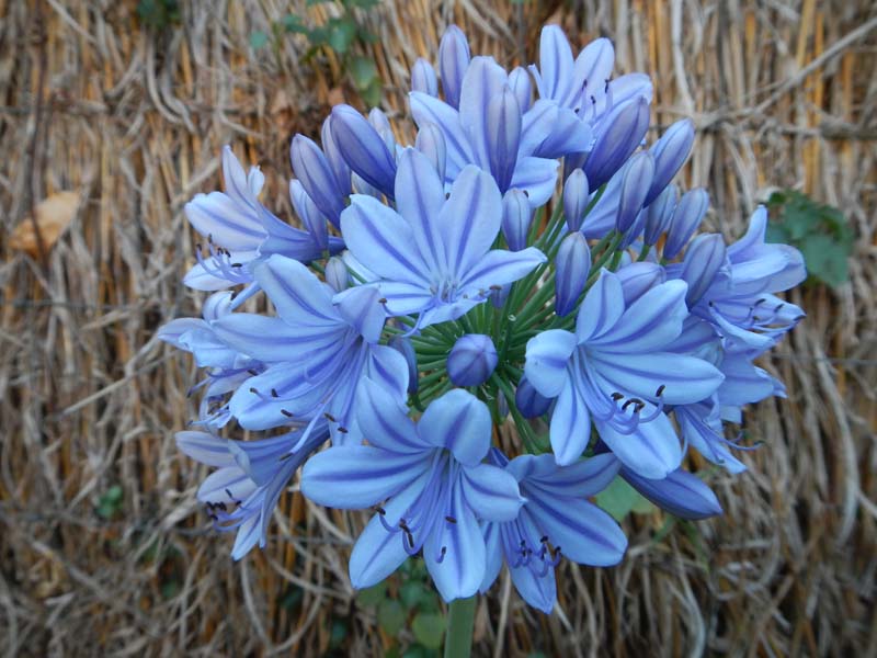 Blue African Lily