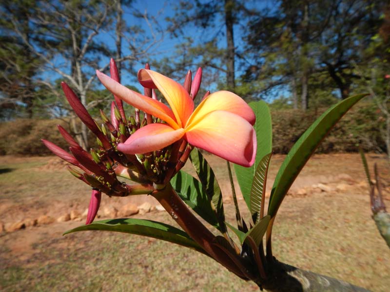 Frangipani