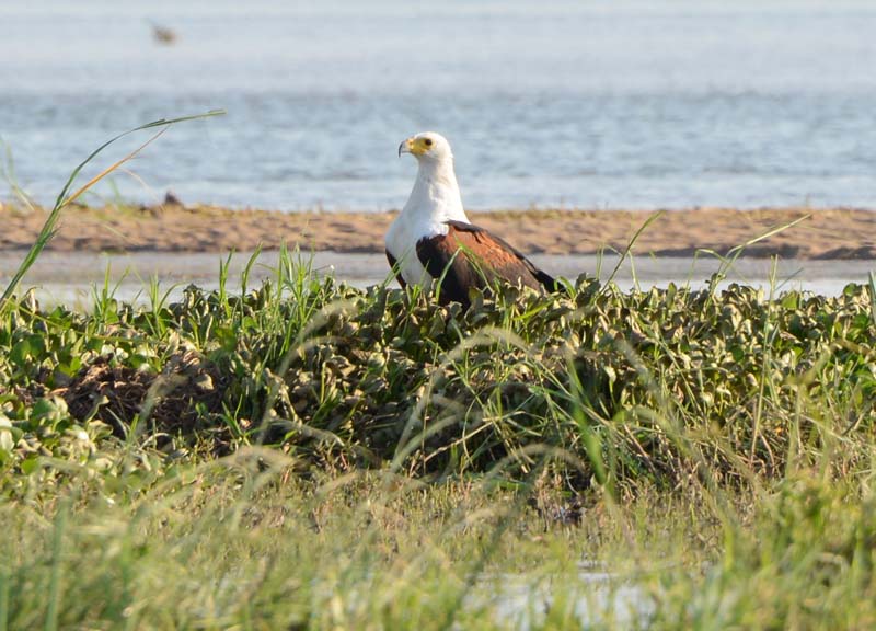 African Fish Eagle