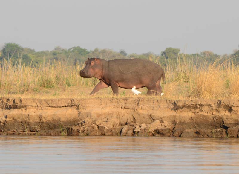 Hippopotamus