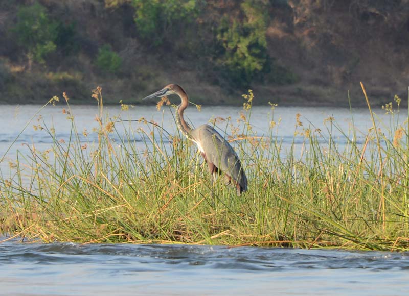 Goliath Heron