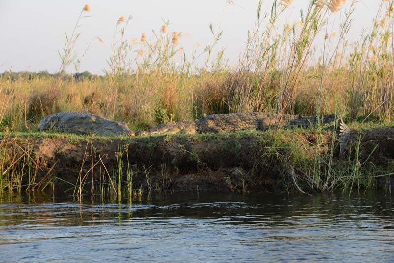 Nile Crocodile